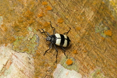 Poecilesthus fasciatus