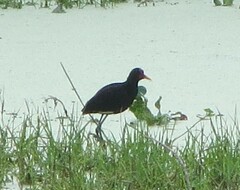 Jacana jacana