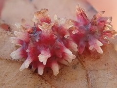 Cynips quercusechinus