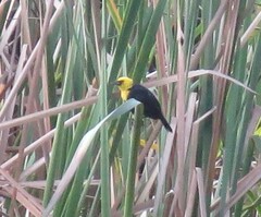 Chrysomus icterocephalus