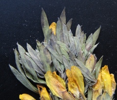 Chamaecytisus austriacus