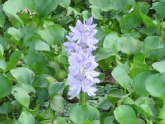 Pontederia crassipes