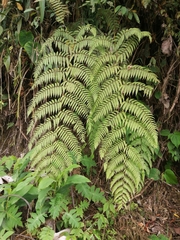 Macrothelypteris torresiana