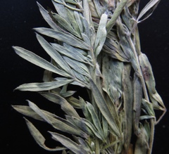 Chamaecytisus austriacus