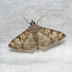 Dysallacta negatalis