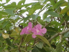 Tabebuia rosea