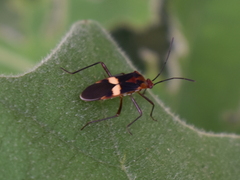 Hypselonotus interruptus