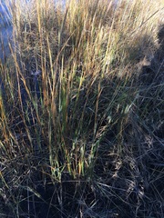 Sporobolus alterniflorus