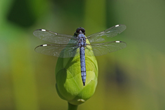 Libellula cyanea