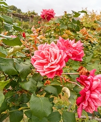Rosa