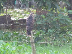 Rostrhamus sociabilis