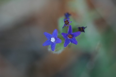Anchusa hybrida
