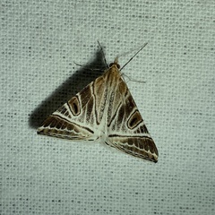 Phrataria replicataria