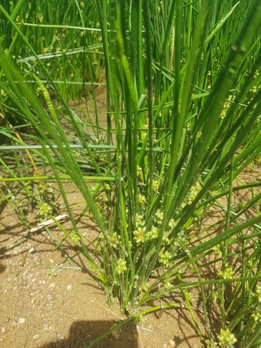 Spring Onion Clubrush (Schoenoplectiella senegalensis)