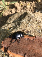 Geotrupes stercorarius