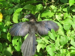 Crotophaga sulcirostris