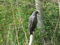 Rostrhamus sociabilis