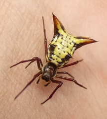 Micrathena fissispina