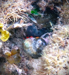 Paguristes frontalis