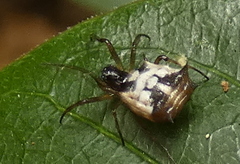 Micrathena picta