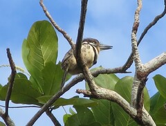 Hypnelus ruficollis