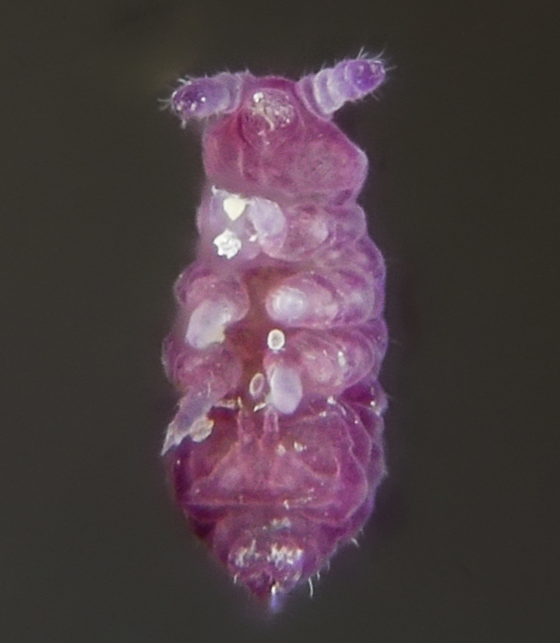 Brachystomella parvula (Schäffer, 1896)