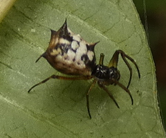 Micrathena picta
