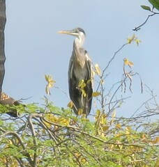Ardea cocoi