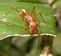 Ectatomma tuberculatum