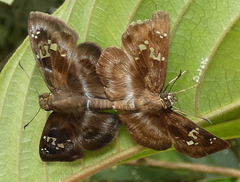 Quadrus cerialis