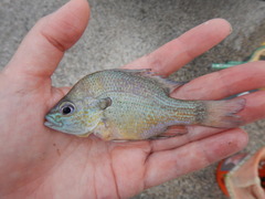 Lepomis aquilensis