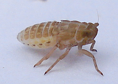 Conomelus anceps
