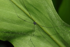 Gagrellinae