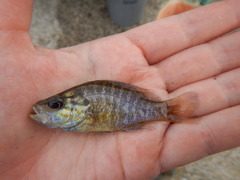 Lepomis gulosus