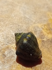 Rapaninae