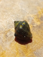 Rapaninae