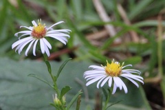 Symphyotrichum simmondsii
