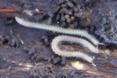 Blaniulus guttulatus