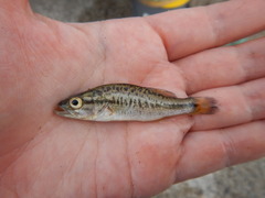 Micropterus