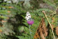 Melanargia lachesis