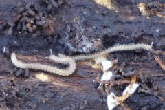 Blaniulus guttulatus