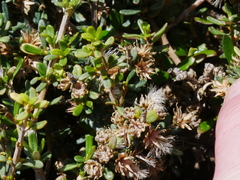 Olearia solandri