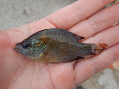 Lepomis miniatus