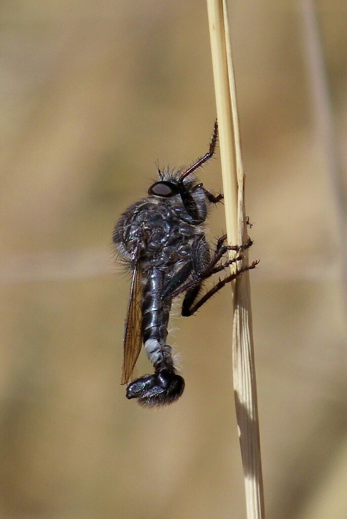 Maned Hammertail