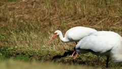 Eudocimus albus