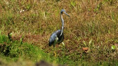 Egretta tricolor