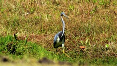Egretta tricolor