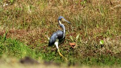 Egretta tricolor