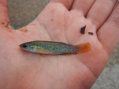 Fundulus chrysotus