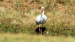 Eudocimus albus